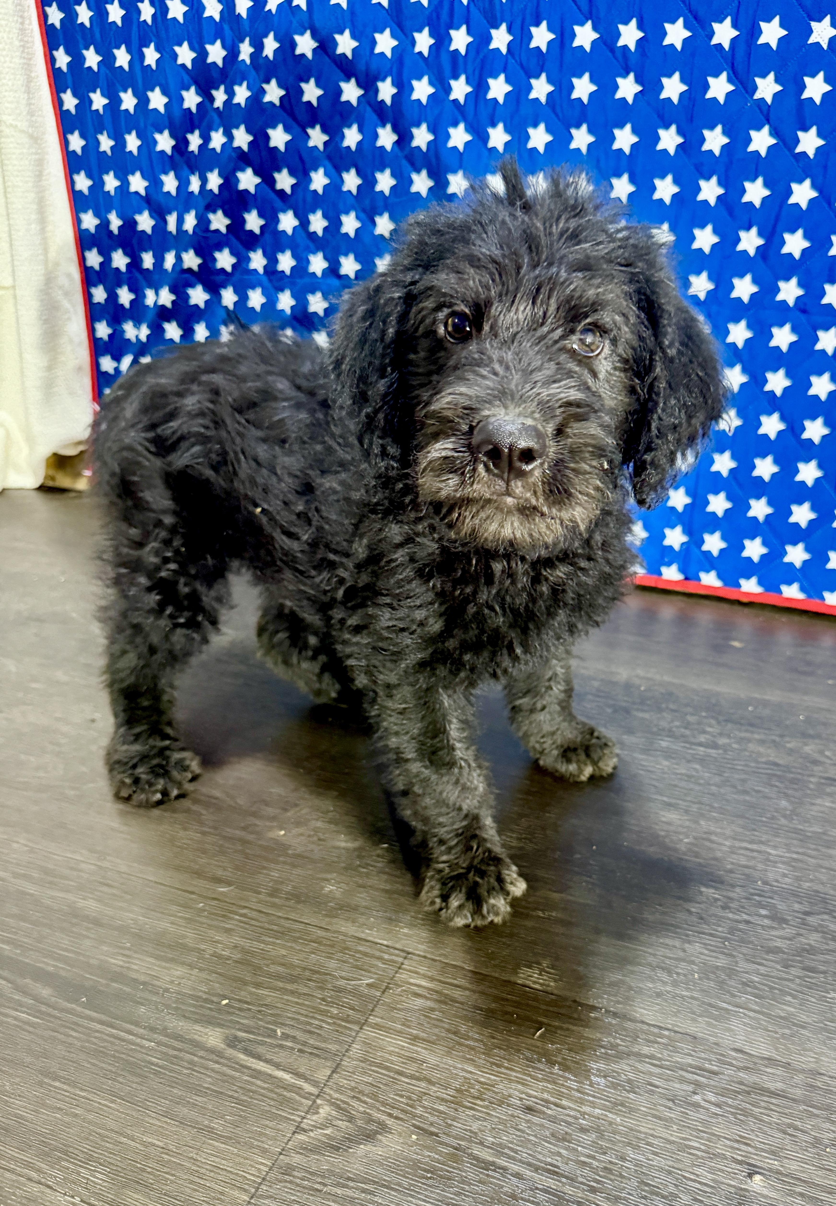 Harrison, Adoptable, Puppy Male Labradoodle.