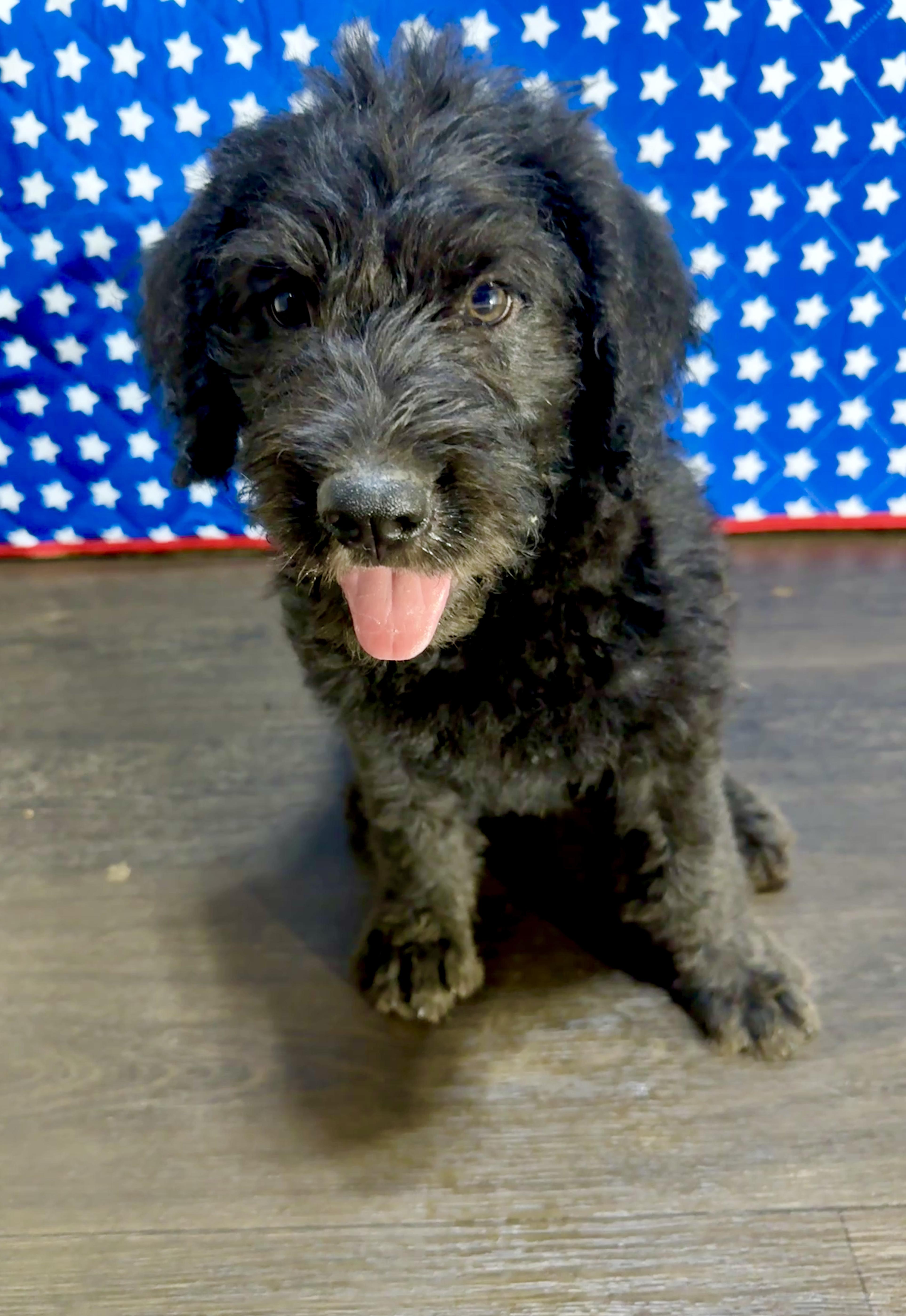 Harrison, a Adoptable mixed breed in Stormville, NY image 3/5