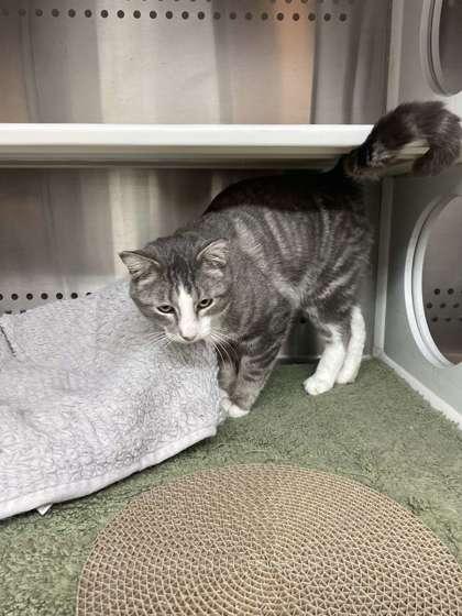 Mr Gibbs, Adoptable, Adult Male Domestic Short Hair & Domestic Short Hair.