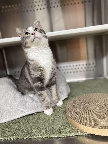 Enlarge Mr Gibbs, a Adoptable mixed breed in Fergus Falls, MN image 3/3