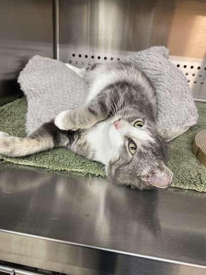 Mr Gibbs, Adoptable, Adult Male Domestic Short Hair & Domestic Short Hair.