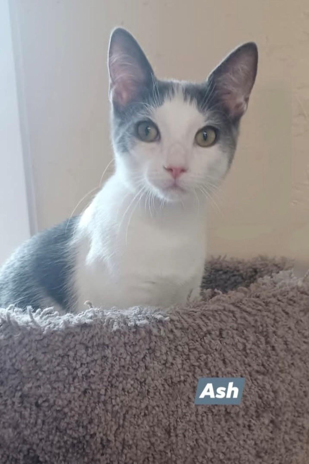 Ash, Adoptable, Young Male Domestic Short Hair.
