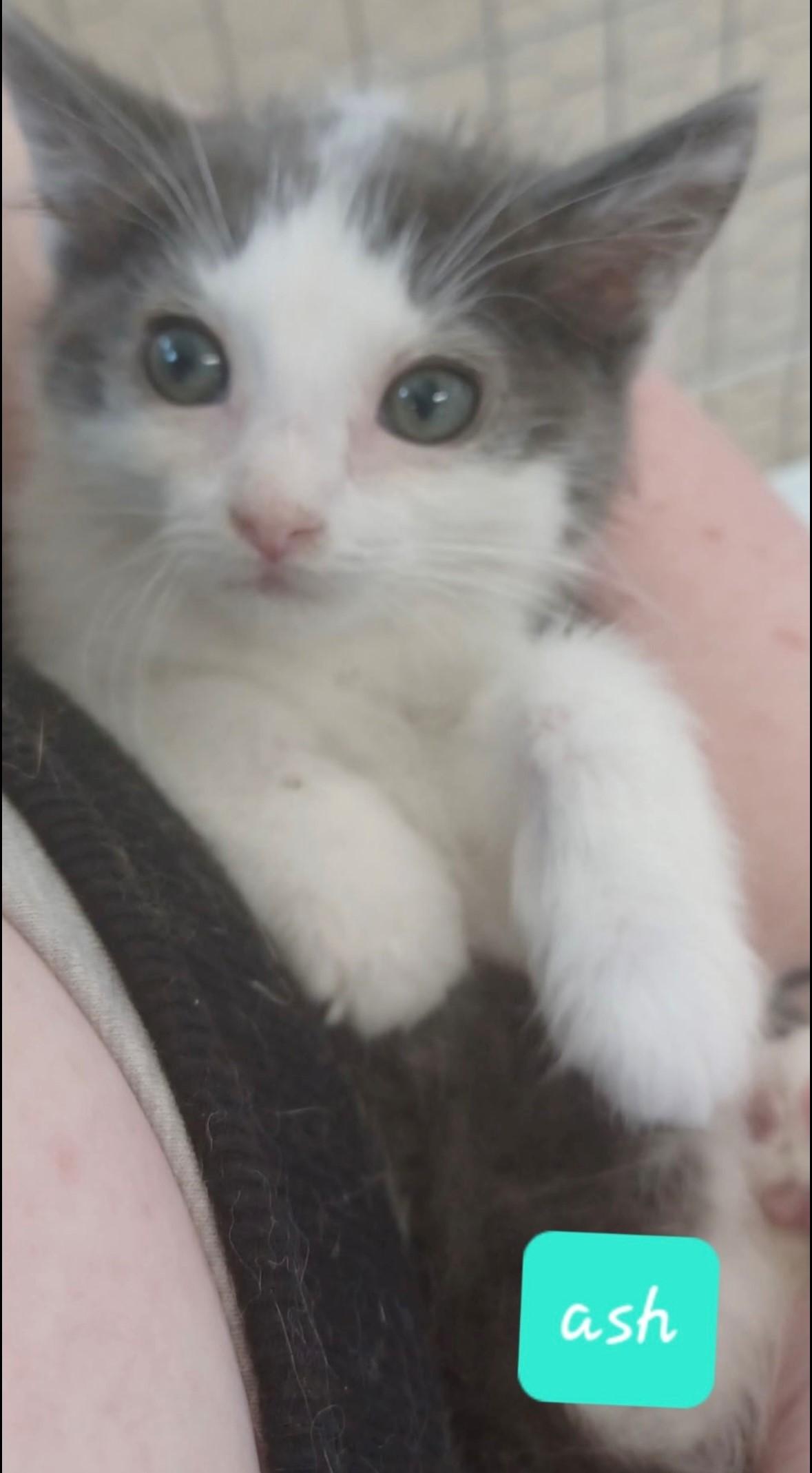 Ash, a Adoptable Domestic Short Hair in Walworth, WI image 3/3