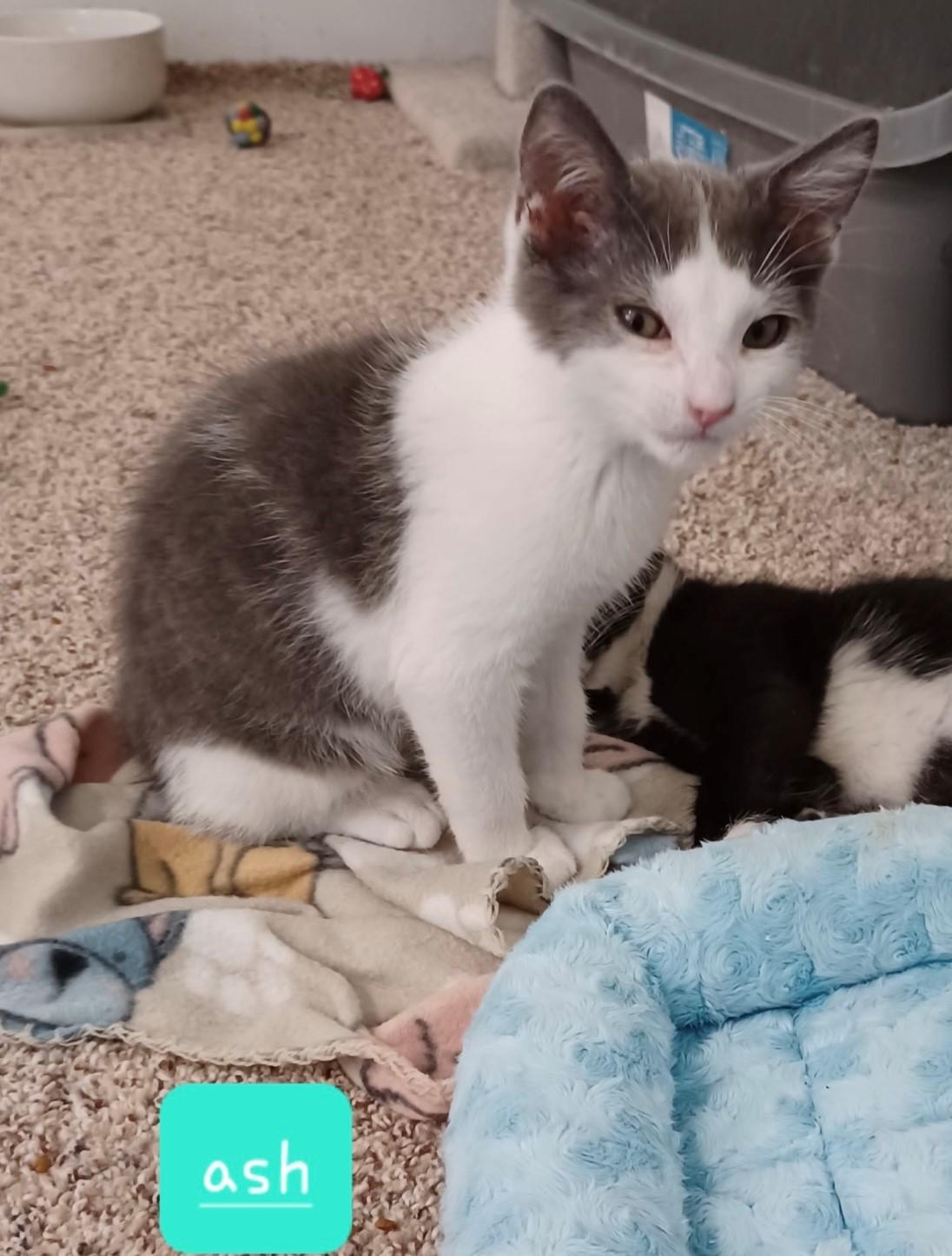 Ash, Adoptable, Kitten Male Domestic Short Hair.