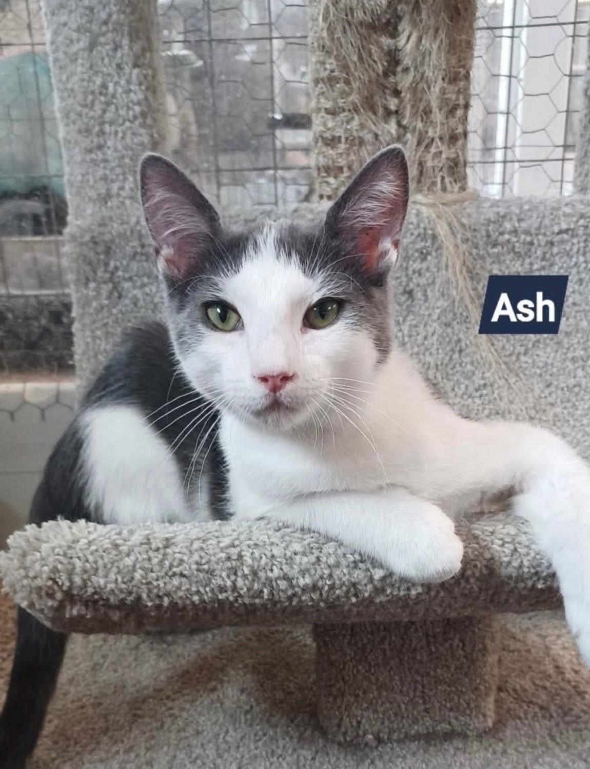 Ash, a Adoptable Domestic Short Hair in Walworth, WI image 1/3