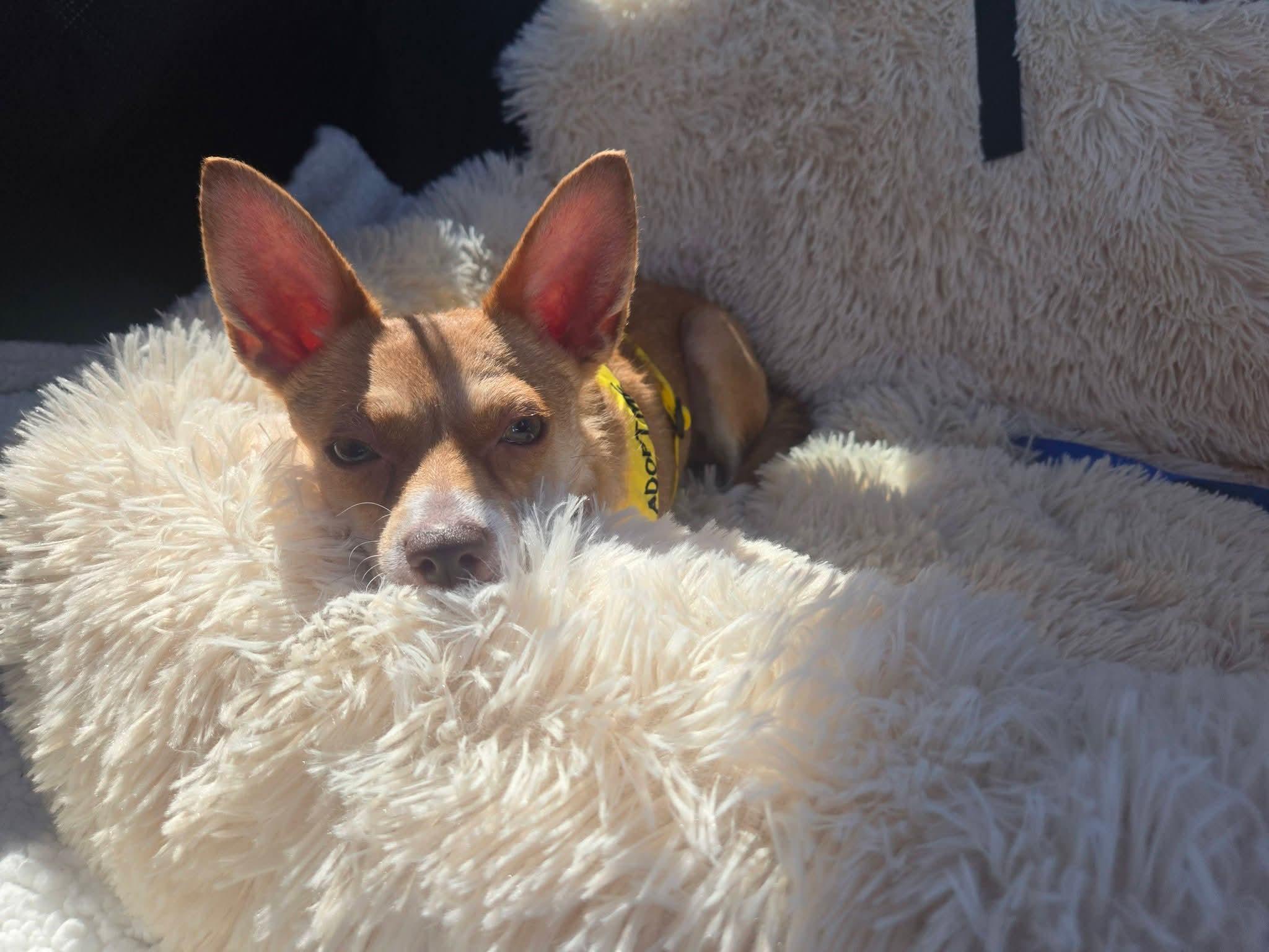 Stella , a Adoptable mixed breed in Coronado , CA image 2/6