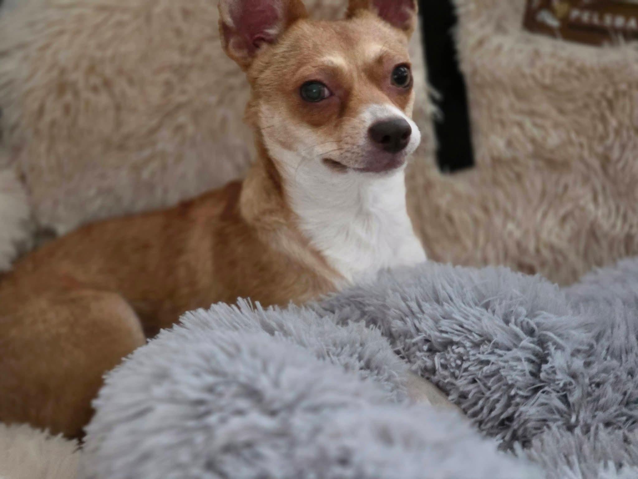 Stella , a Adoptable mixed breed in Coronado , CA image 4/6