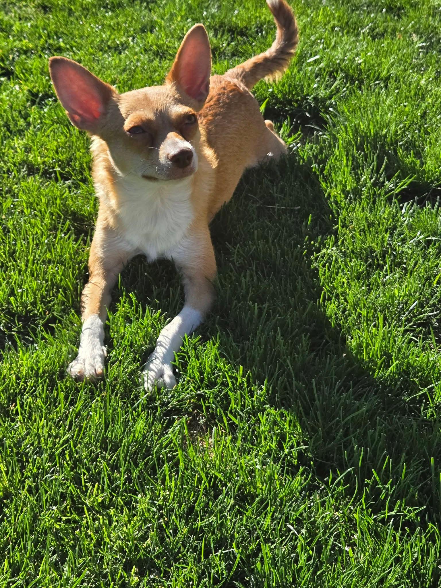 Stella , a Adoptable mixed breed in Coronado , CA image 6/6