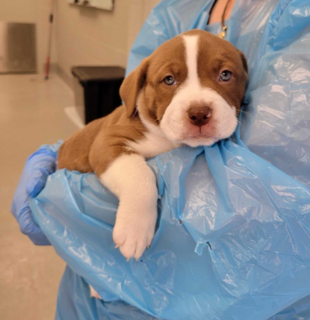 Turkey, Adoptable, Puppy Female Pit Bull Terrier & Mixed Breed.