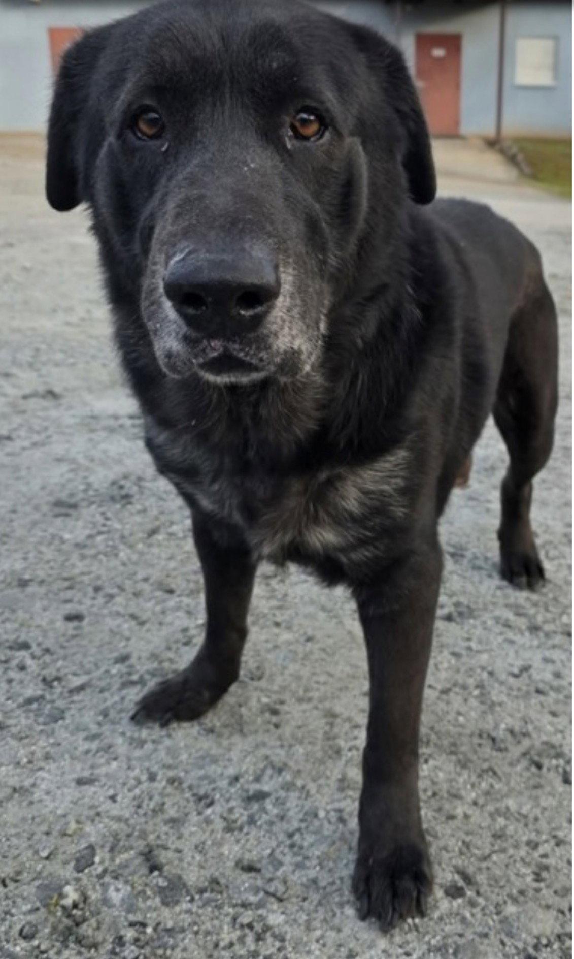 Enlarge Ribeye, a Adoptable Labrador Retriever in Forest, VA image 1/3