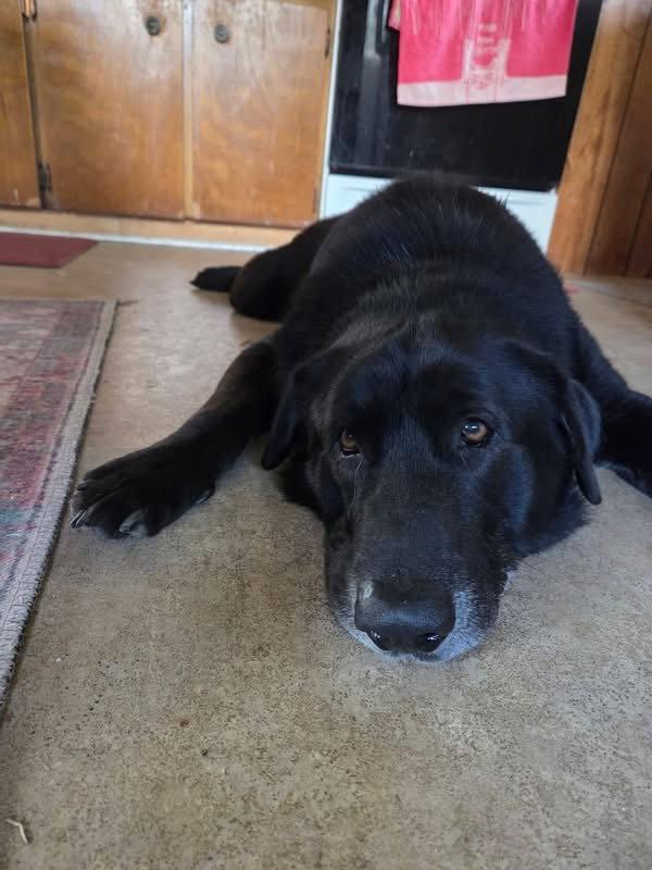 Enlarge Ribeye, a Adoptable Labrador Retriever in Forest, VA image 3/3