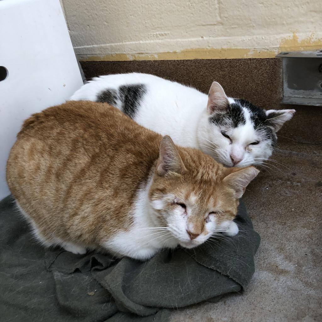 Sunny D — thumbnail 3