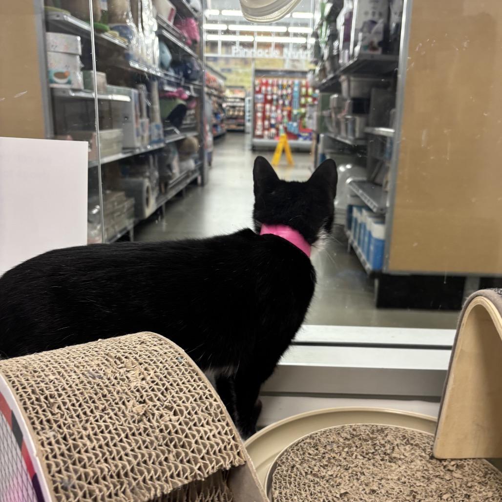 Luma, Adoptable, Young Female Domestic Short Hair.