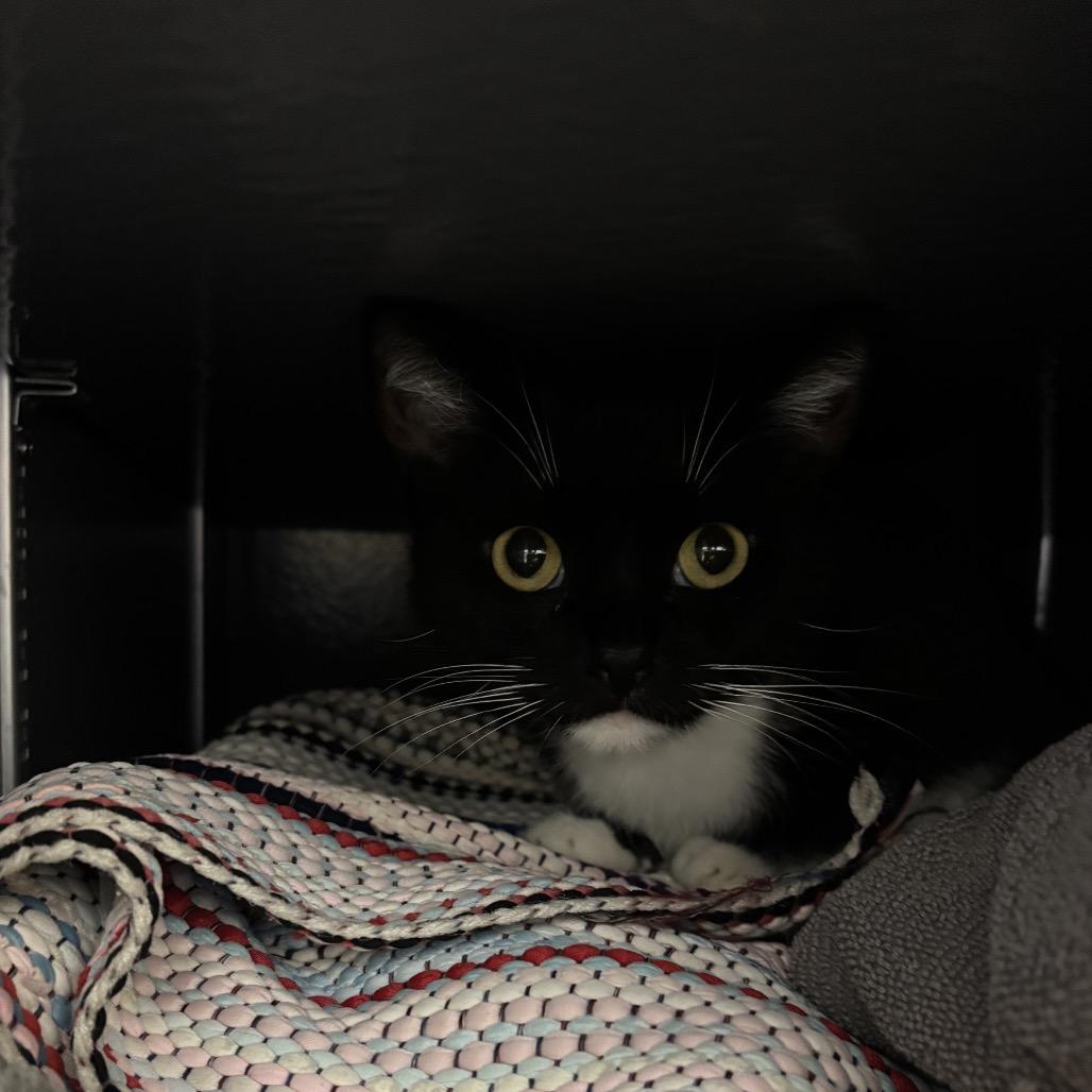 Enlarge Luma, a Adoptable Domestic Short Hair in Auburn, AL image 2/5