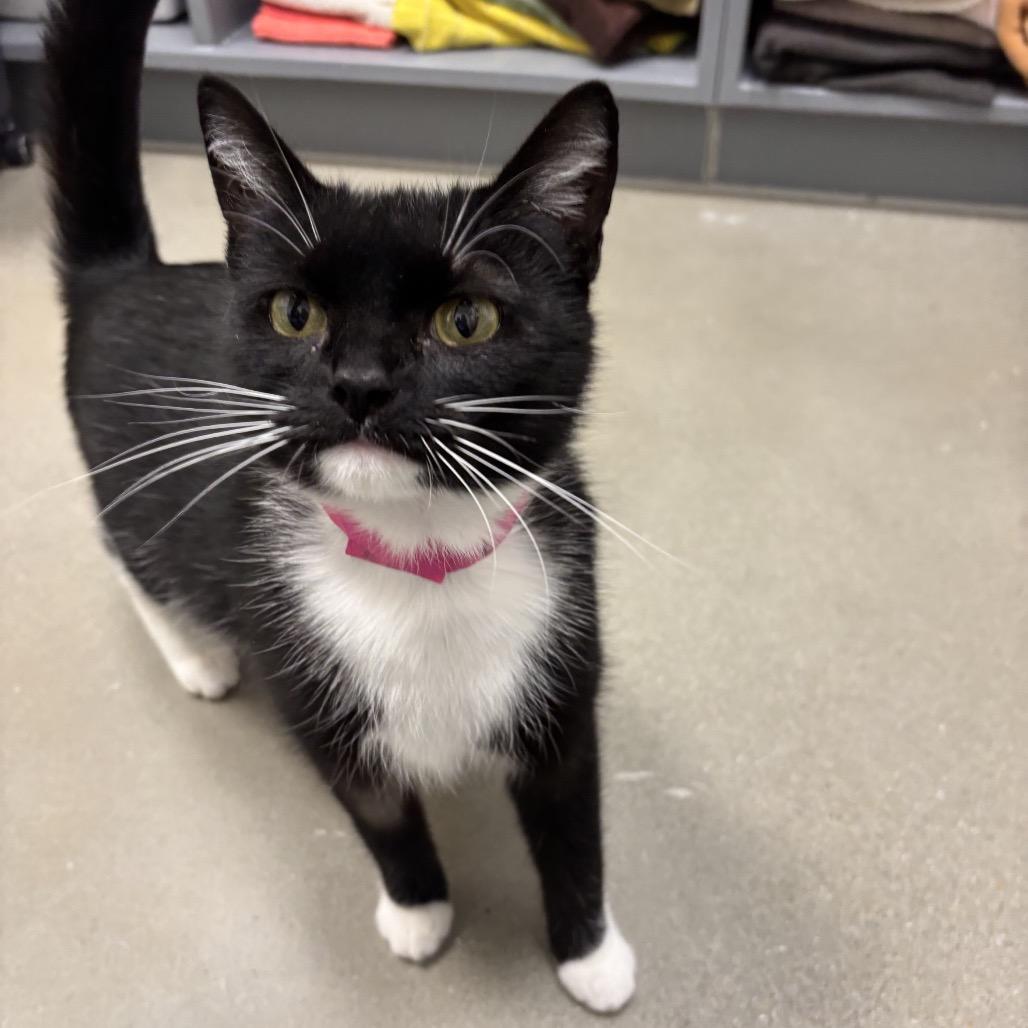 Enlarge Luma, a Adoptable Domestic Short Hair in Auburn, AL image 3/5