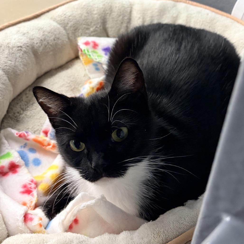 Enlarge Luma, a Adoptable Domestic Short Hair in Auburn, AL image 4/5