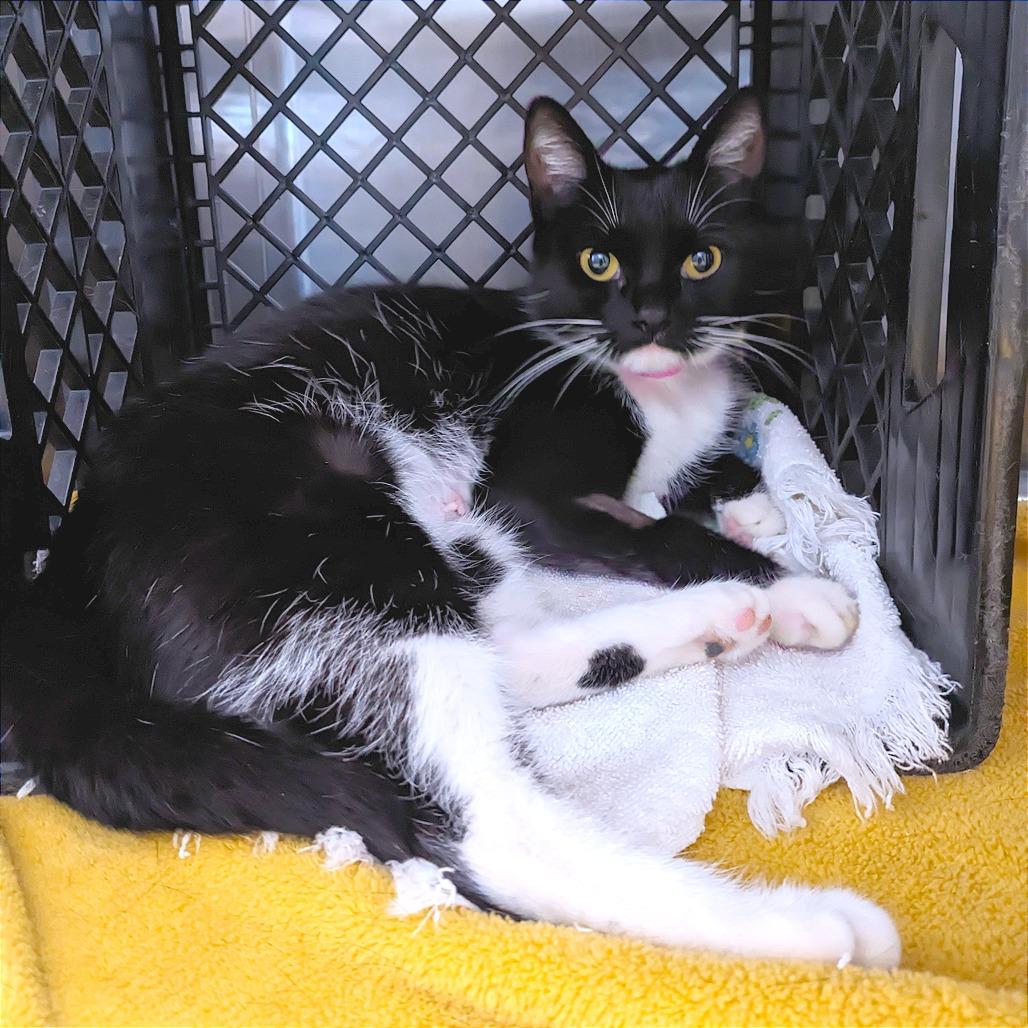 Enlarge Luma, a Adoptable Domestic Short Hair in Auburn, AL image 5/5