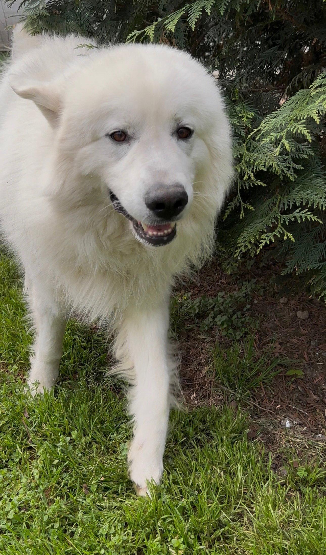 Judah, Adopted, Adult Male Great Pyrenees.