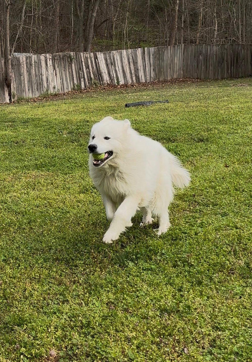 Enlarge Judah, a Adopted Great Pyrenees in Thomasville, NC image 2/3