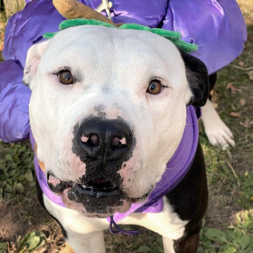 Ishmael — thumbnail 4