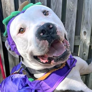 Ishmael — thumbnail 5