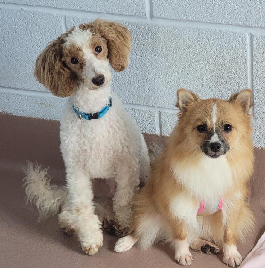 Enlarge Happy, a ADOPTABLE mixed breed in Prince Frederick, MD image 4/4