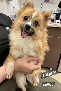 Enlarge Happy, a ADOPTABLE mixed breed in Prince Frederick, MD image 2/4