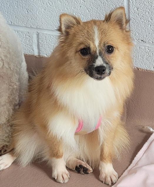 Happy, ADOPTABLE, Adult Female Pomeranian.