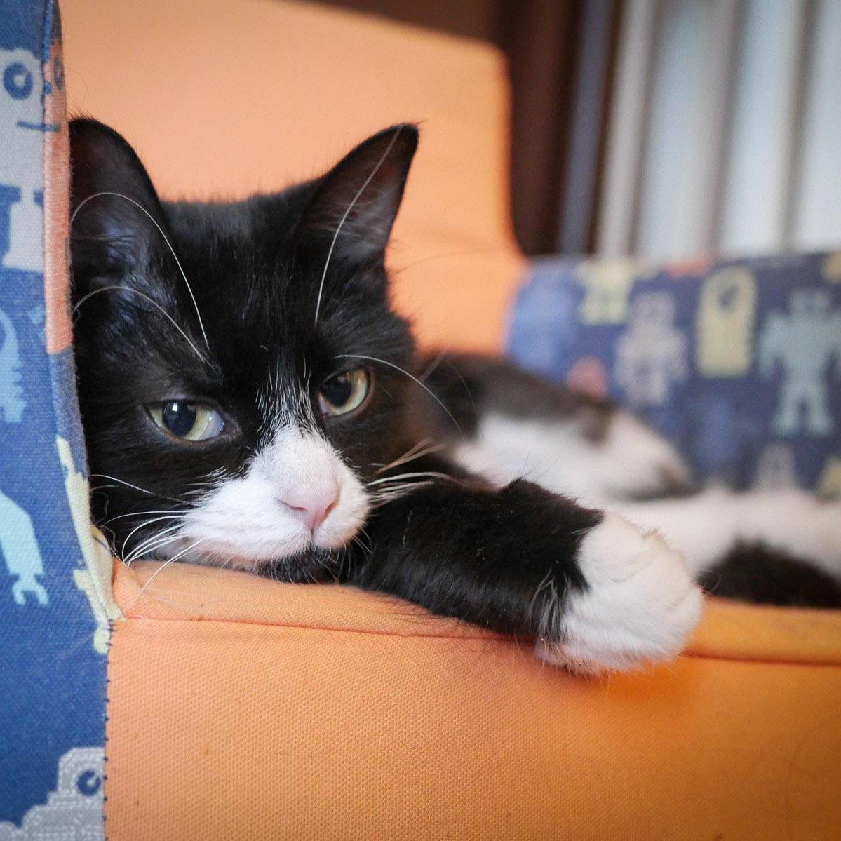 Kiki, a ADOPTABLE Domestic Long Hair in Chicago, IL image 2/6