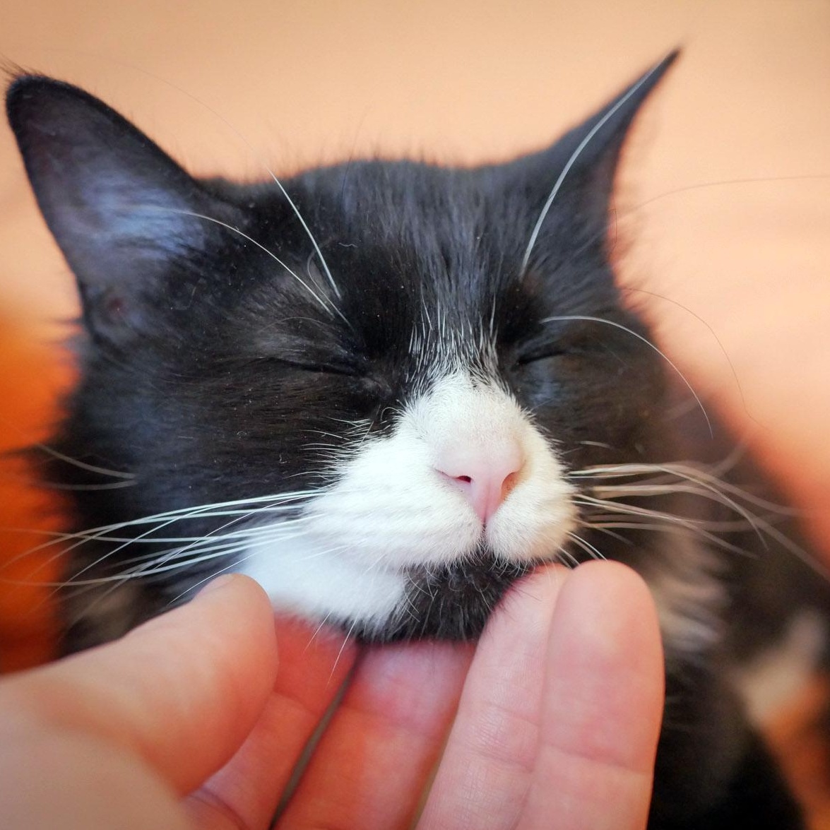 Kiki, a ADOPTABLE Domestic Long Hair in Chicago, IL image 6/6