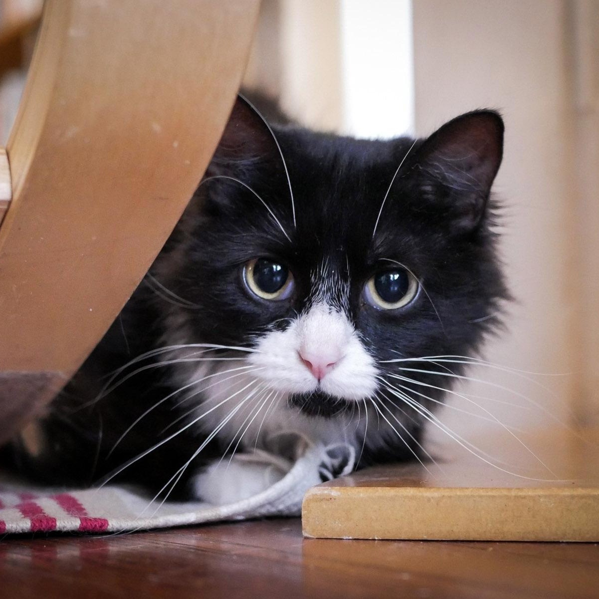 Kiki, a ADOPTABLE Domestic Long Hair in Chicago, IL image 1/6