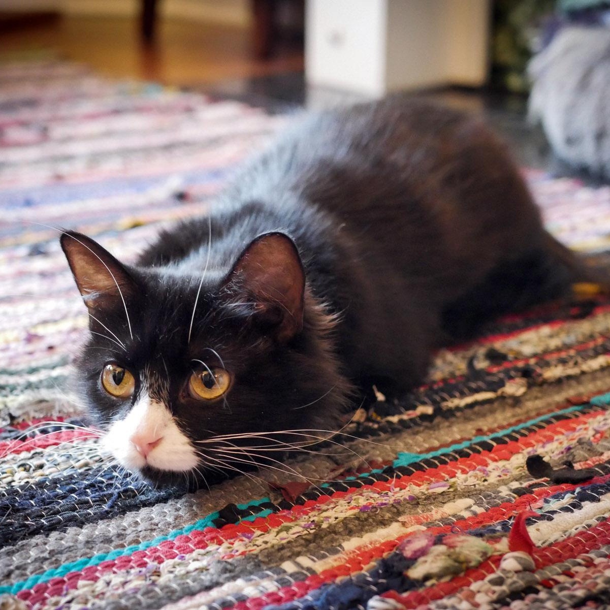 Kiki, a ADOPTABLE Domestic Long Hair in Chicago, IL image 3/6