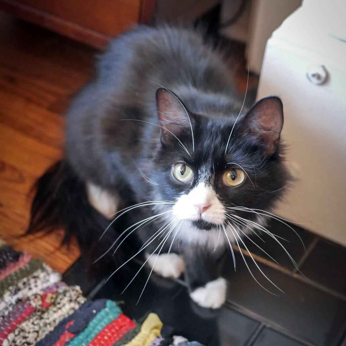 Kiki, a ADOPTABLE Domestic Long Hair in Chicago, IL image 5/6