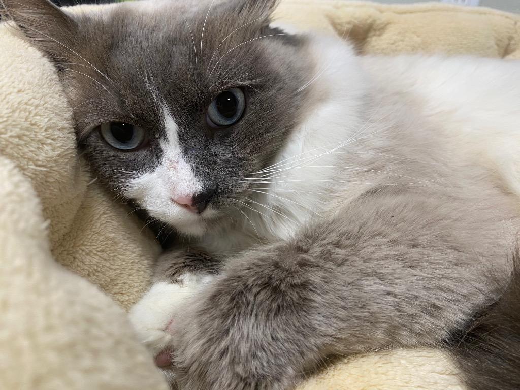 Kairo, Adoptable, Adult Male Ragdoll.