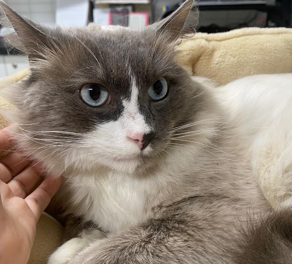 Enlarge Kairo, a Adoptable Ragdoll in Fall River, MA image 3/6