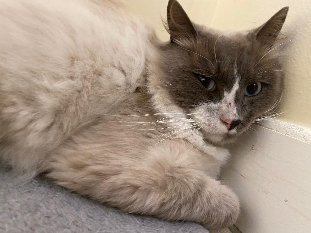 Enlarge Kairo, a Adoptable Ragdoll in Fall River, MA image 4/6