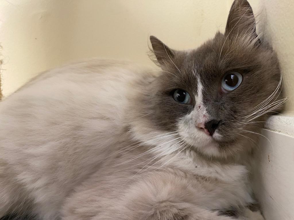Enlarge Kairo, a Adoptable Ragdoll in Fall River, MA image 5/6