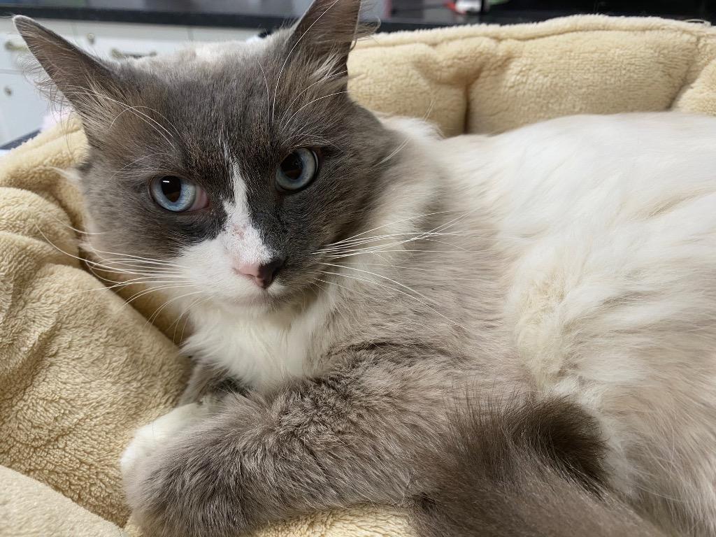 Enlarge Kairo, a Adoptable Ragdoll in Fall River, MA image 6/6