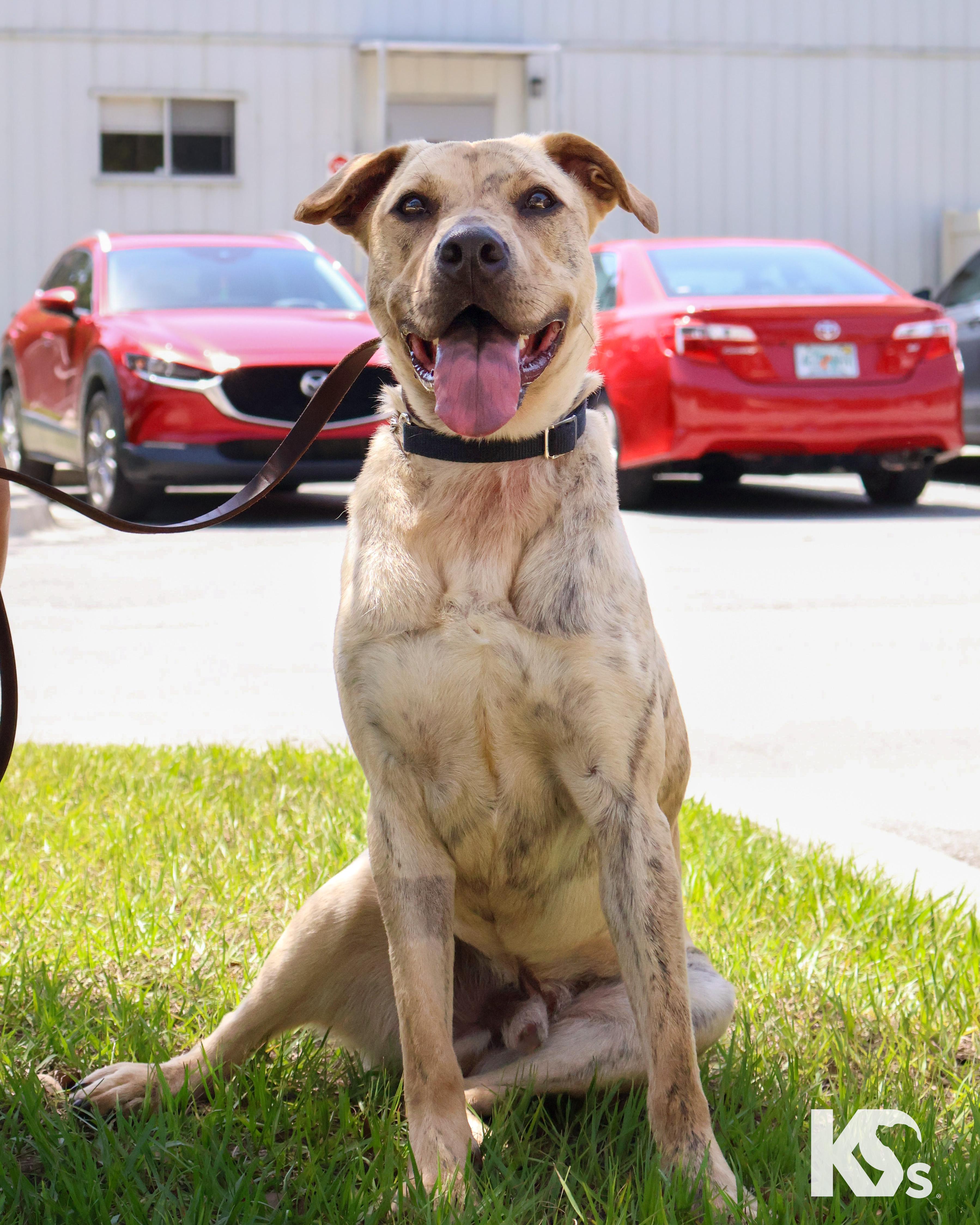 Kodiak, Young Male Catahoula Leopard Dog