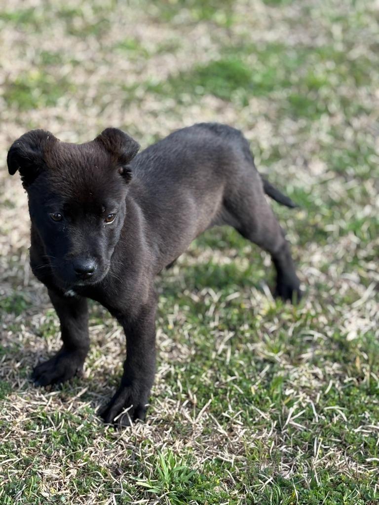 Enlarge Eugene, a Adopted mixed breed in Effingham, SC image 1/1