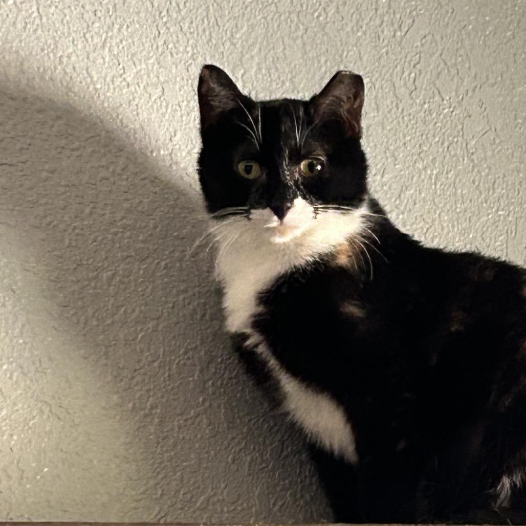 Andromeda, Adoptable, Adult Female Domestic Short Hair.