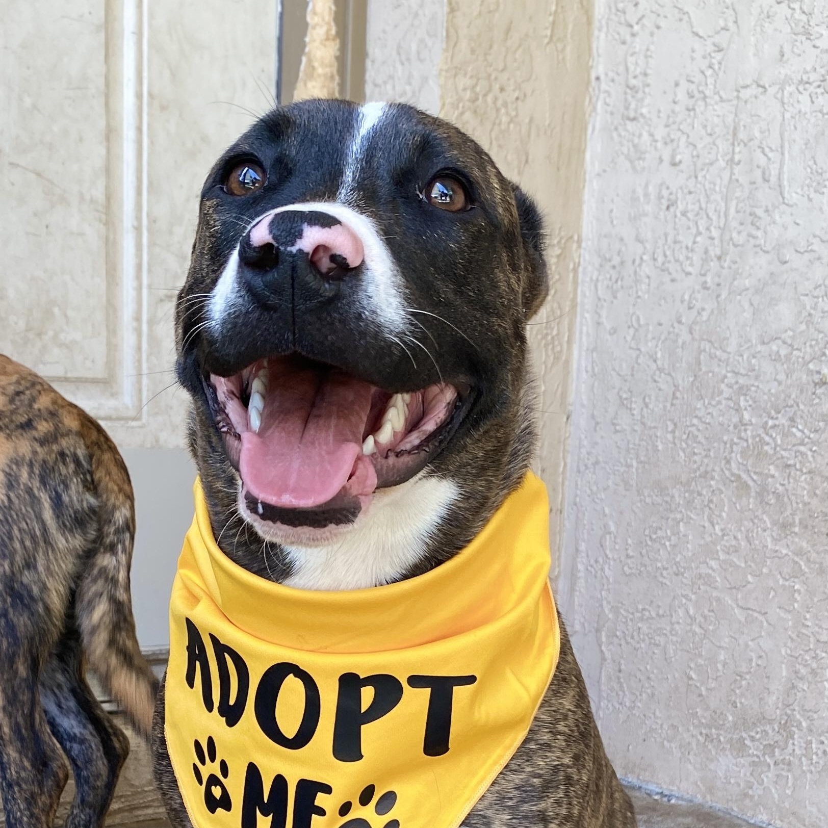 Enlarge TOMMY- Needs a foster or adopter, a Adoptable mixed breed in Largo, FL image 3/6