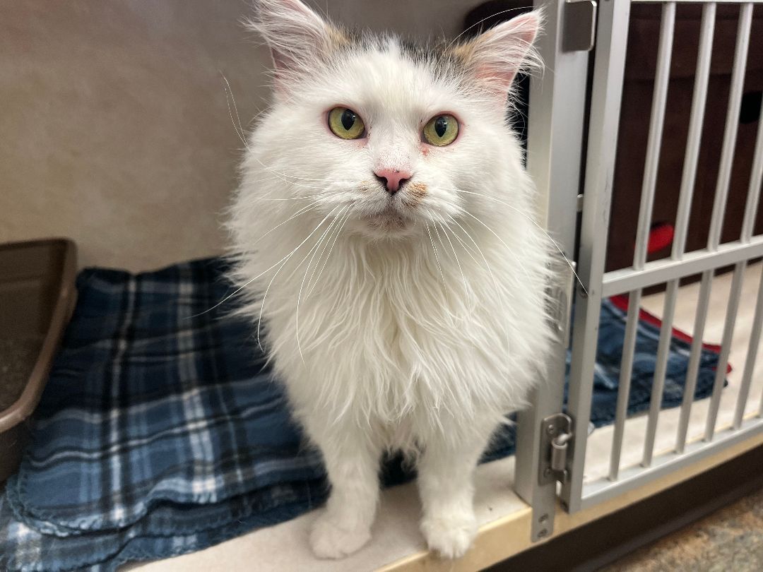 Mama, Adopted, Adult Female Domestic Long Hair.