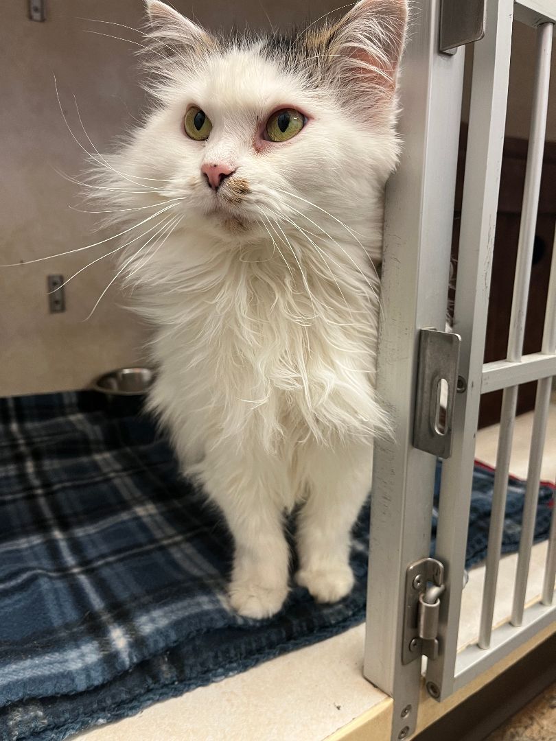 Mama, a Adopted mixed breed in Evansville, IN image 2/8