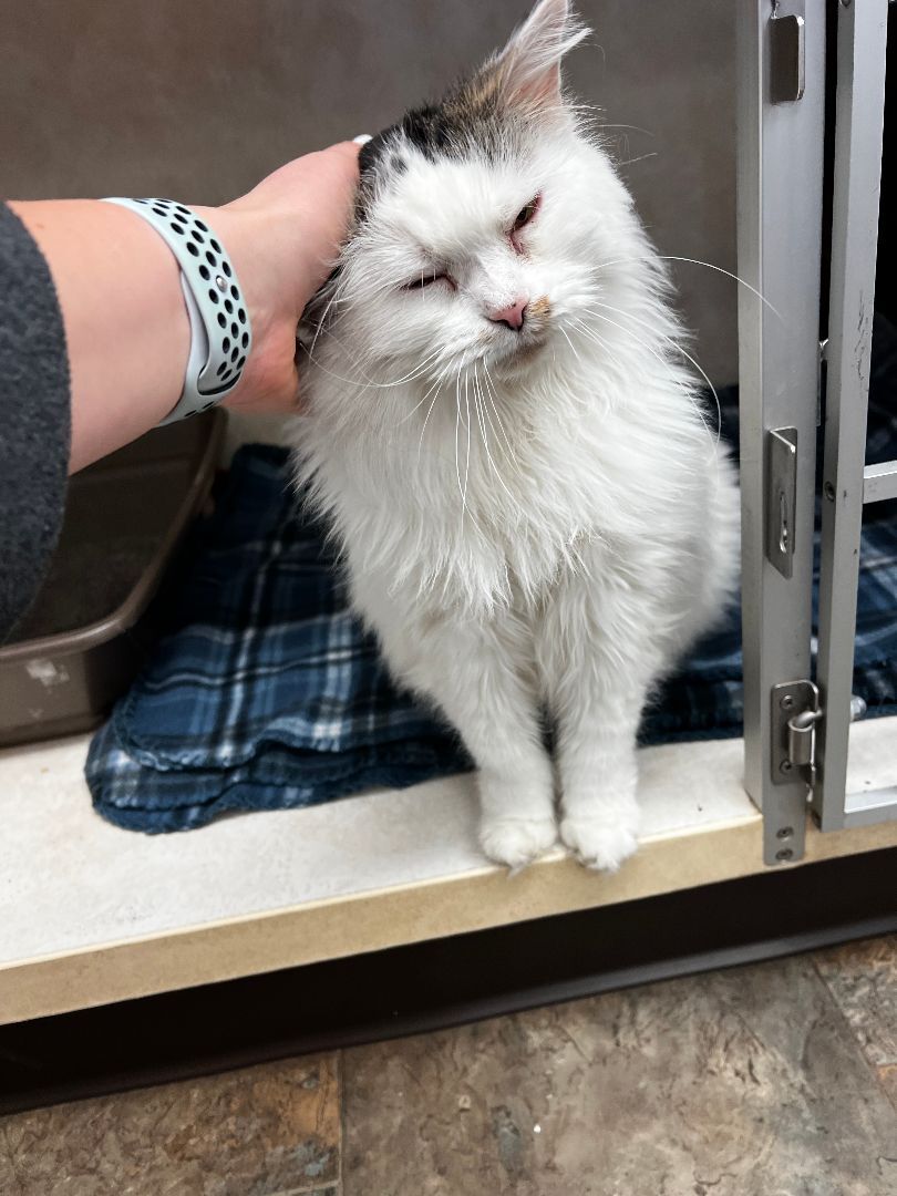 Mama, a Adopted mixed breed in Evansville, IN image 3/8