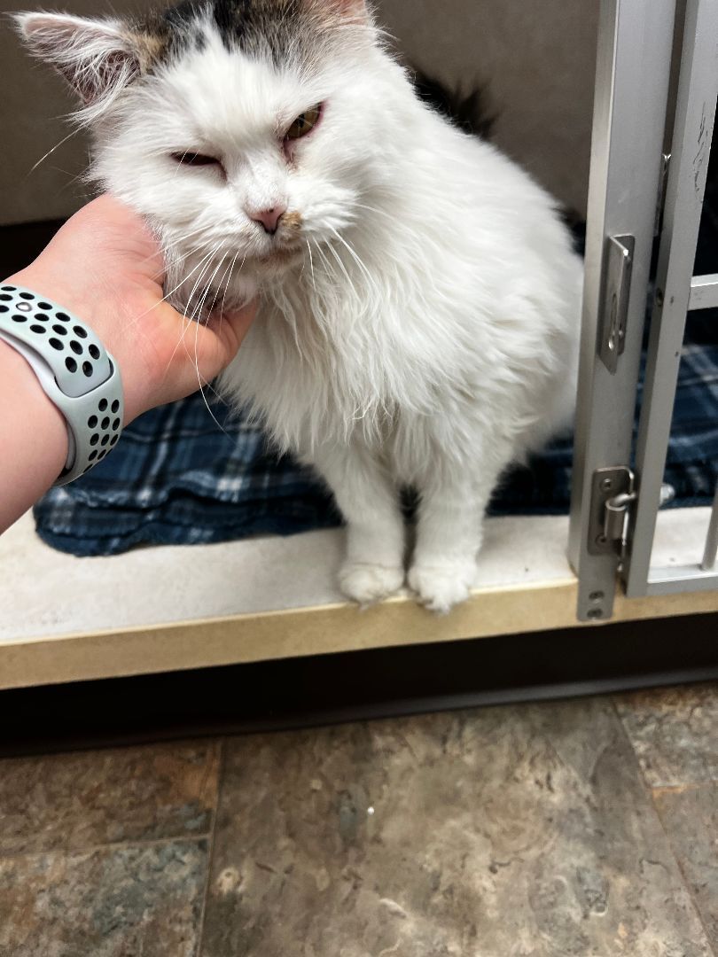 Mama, a Adopted mixed breed in Evansville, IN image 4/8