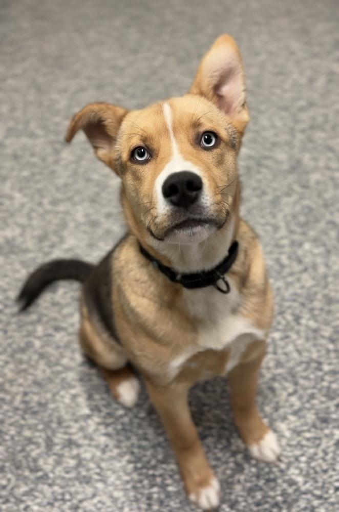 Enlarge Milkbone, a Adoptable mixed breed in Bemidji, MN image 1/4