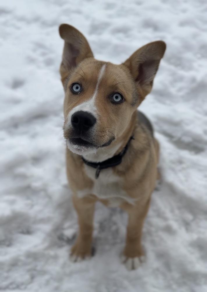 Milkbone, Adoptable, Puppy Male Husky & Mixed Breed.