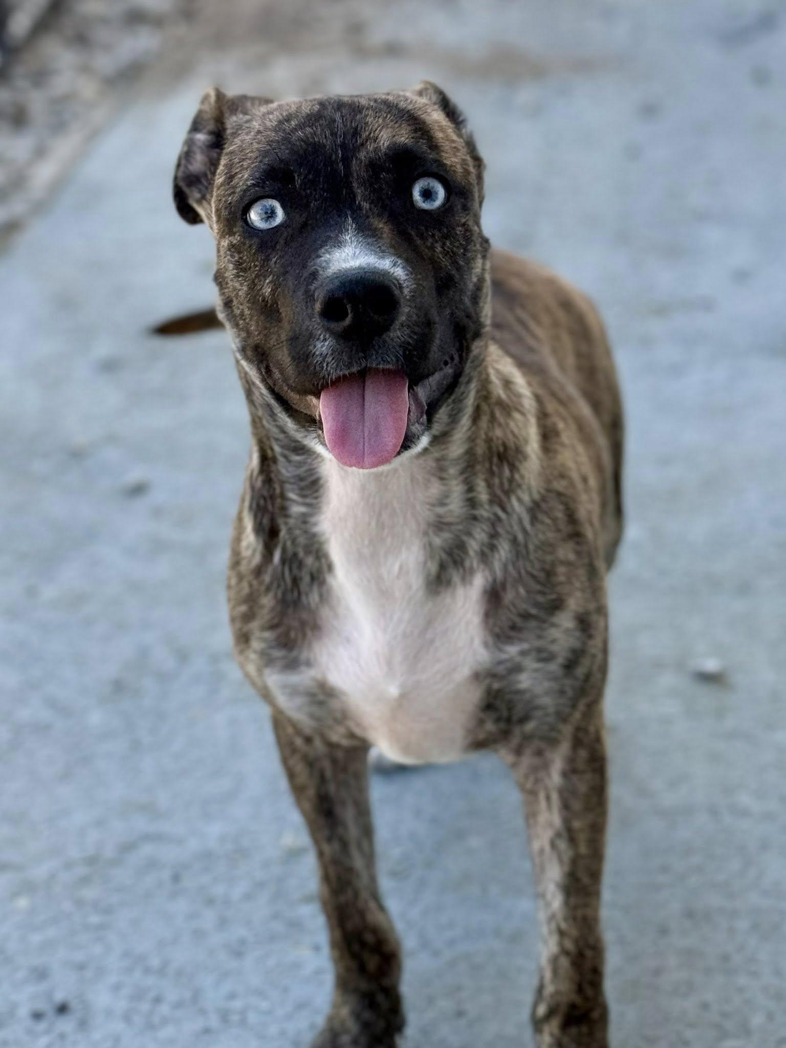 Enlarge Clyde, a ADOPTABLE mixed breed in Shalimar, FL image 2/2