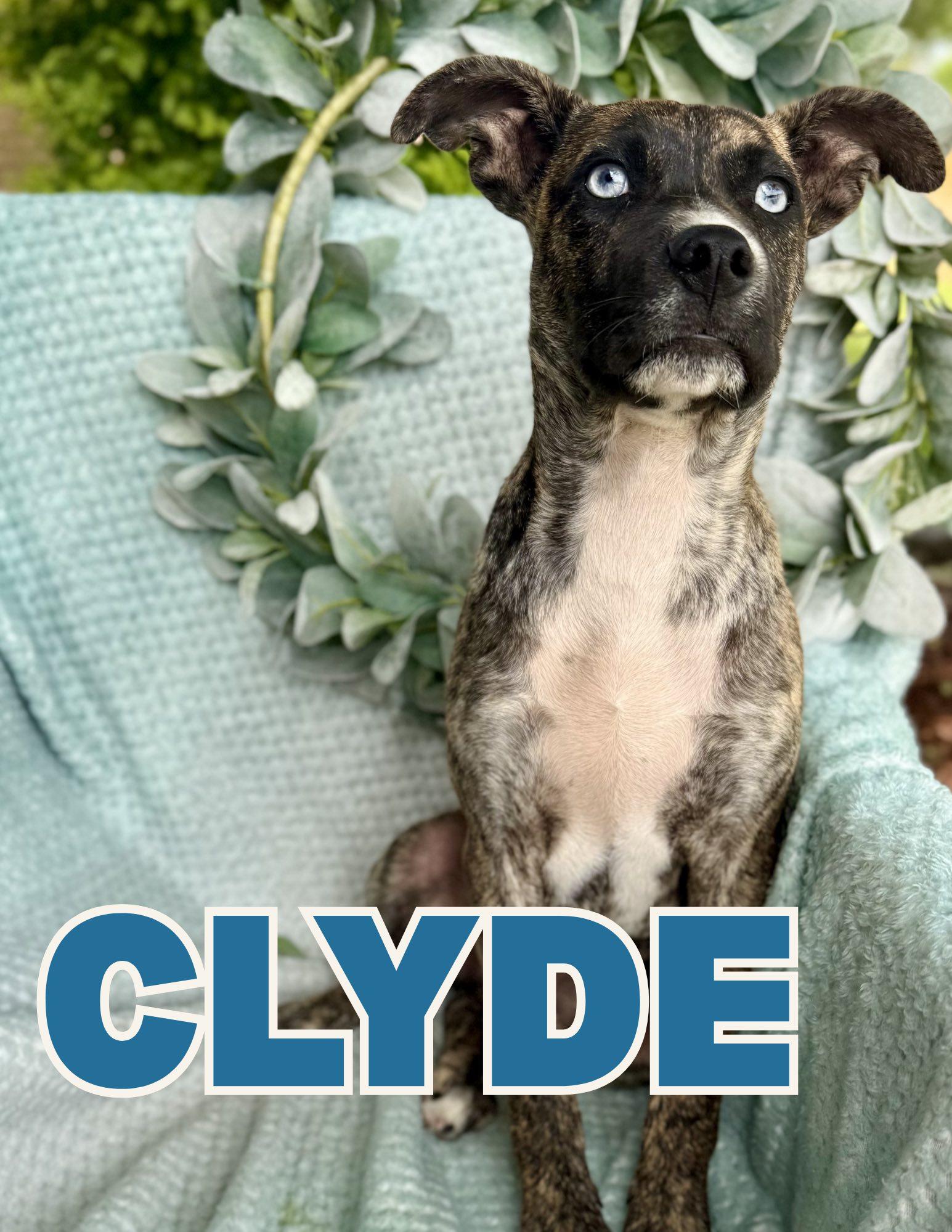 Clyde, ADOPTABLE, Puppy Male Mixed Breed.